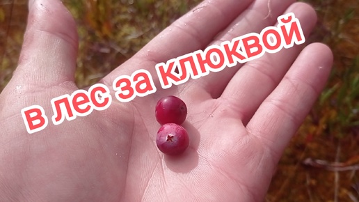 Сбор клюквы. Попали под град!!!!