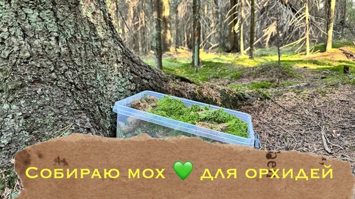 Собираю мох для орхидей, совмещаю полезное с приятным 💚😜 #phal #орхомания #уходзаорхидеями #каквыращиватьорхидеи