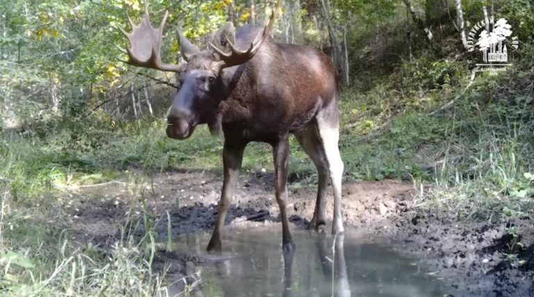    Лось попал в кадр фотоловушки в Бузулукском бору Оренбуржье