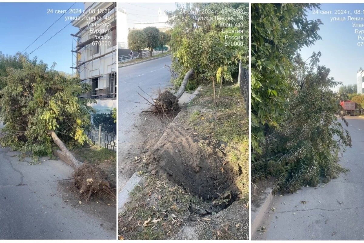    Очевидцев наезда на дерево на улице Ленина ищут в Улан-Удэ