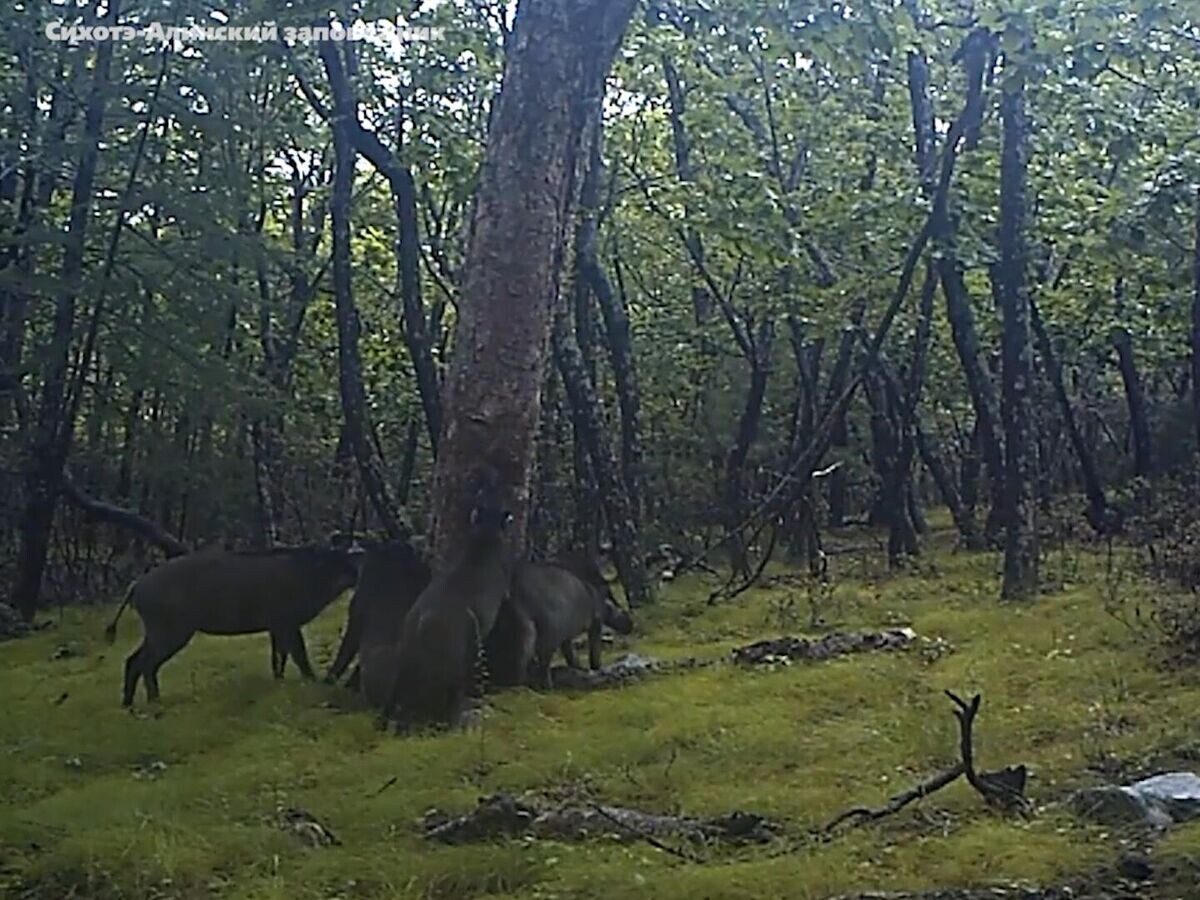    Танцующие кабаны в Сихотэ-Алинском заповеднике в Приморье© sikhote_aline