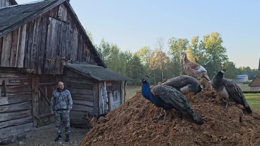 На хуторе появлись ягнята, утка и щенок. Отделка полов в новом хозкомплексе.