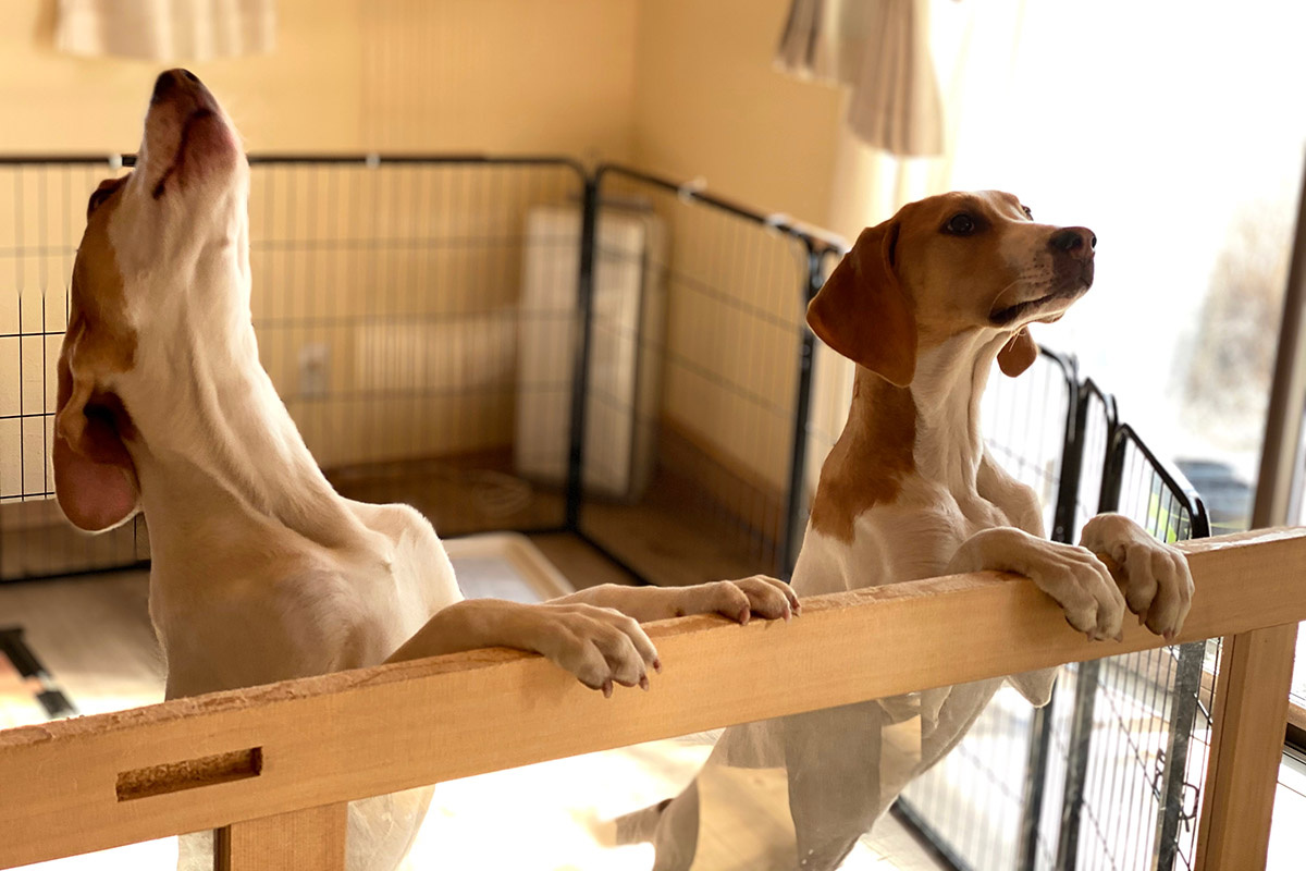    Хозяева хотят быть уверенными, что оставляют любимцев в надежных руках. Источник: Shutterstock