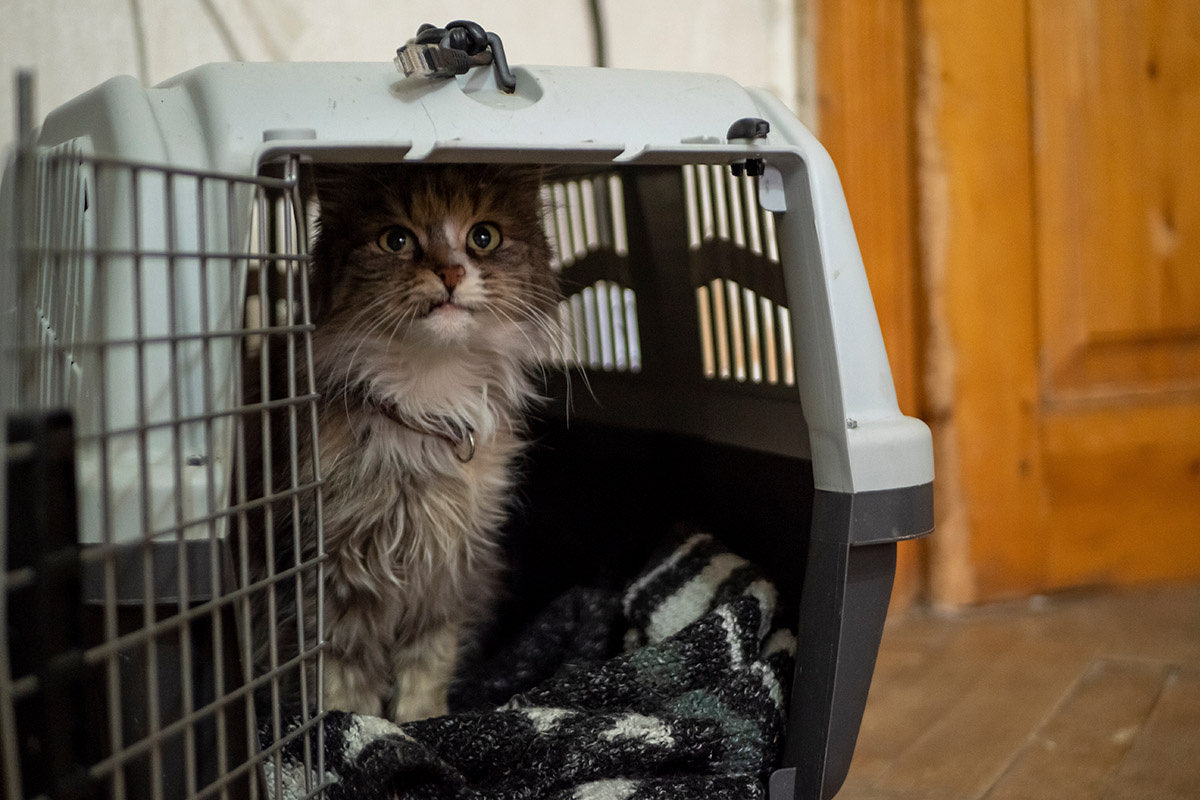    Вы можете открыть видовую гостиницу только для кошек или собак. Источник: Shutterstock