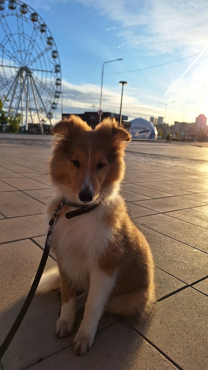 Я на Заливе на фоне колеса обозрения (24.09.2024)