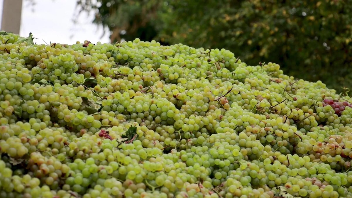 © Ministry of Environmental Protection and Agriculture of Georgia