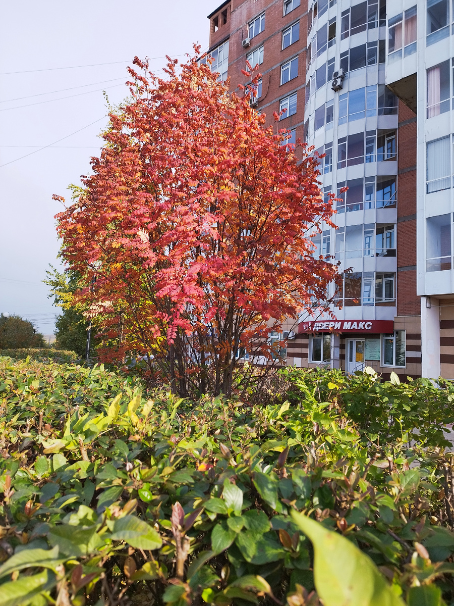 Осень в Красноярске. Фото из личного архива автора. 