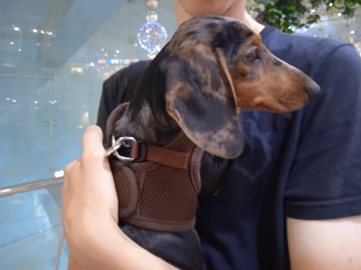 Лулуша и Даня