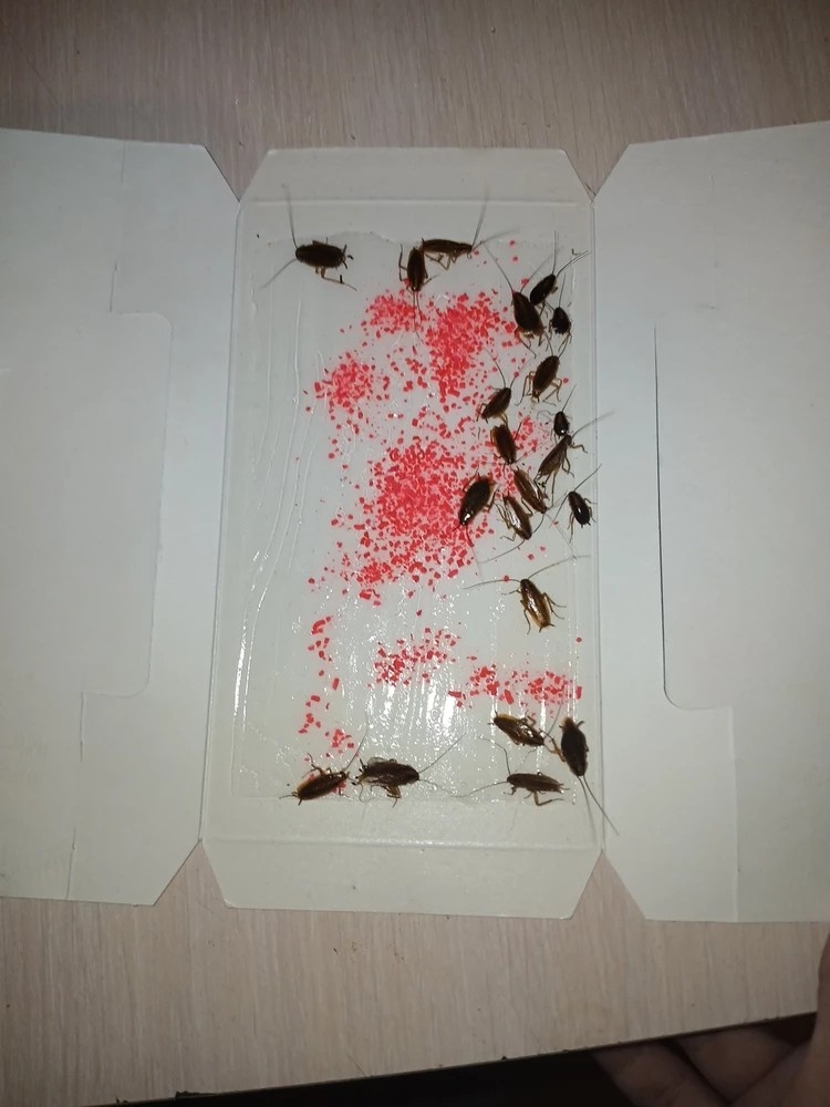 Тараканы попались спустя 2 часа после установки ловушки