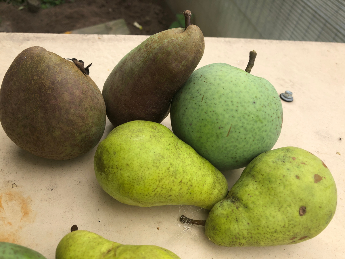 В один их прежних годов "Красавицы" (слева вверху) рядом с ранее представленными Видной и Россошанской. Вот такими они предстали в тот год.