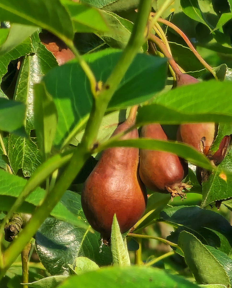 Развивающиеся плоды.