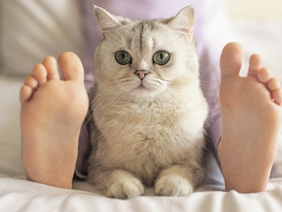 Почему одни кошки спят в ногах у хозяина, а другие нет