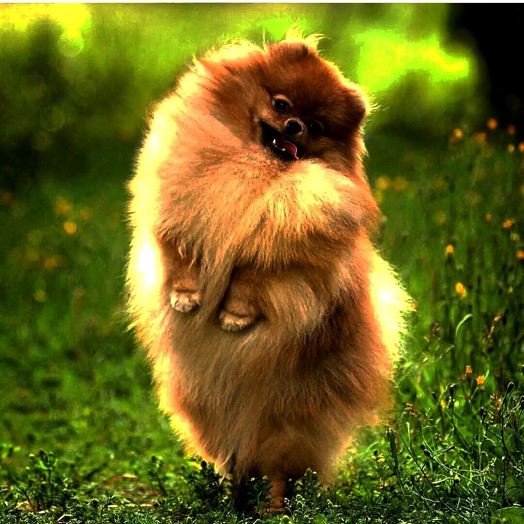 пример как выглядел shpits.png