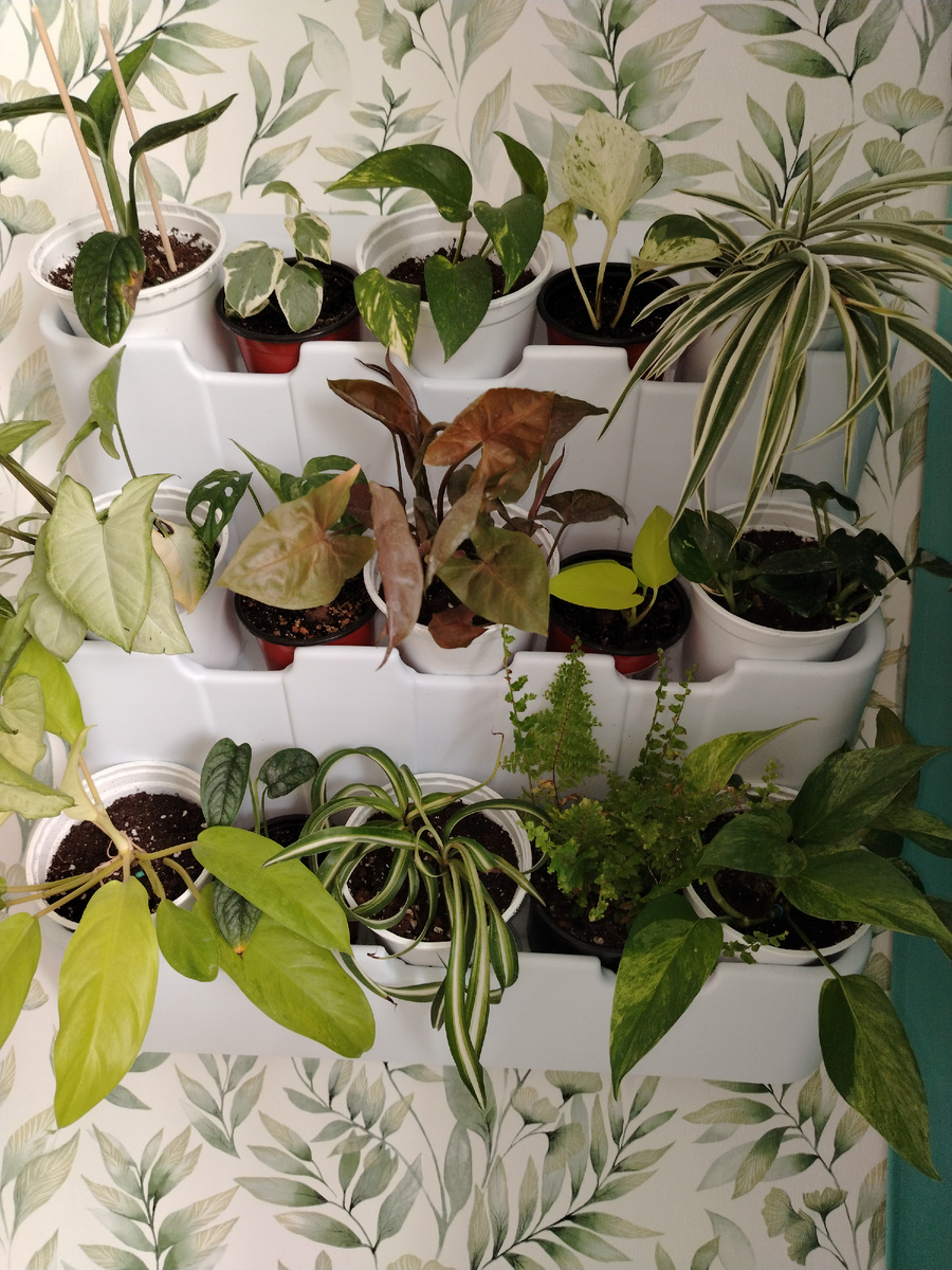 Моя зелёная стена