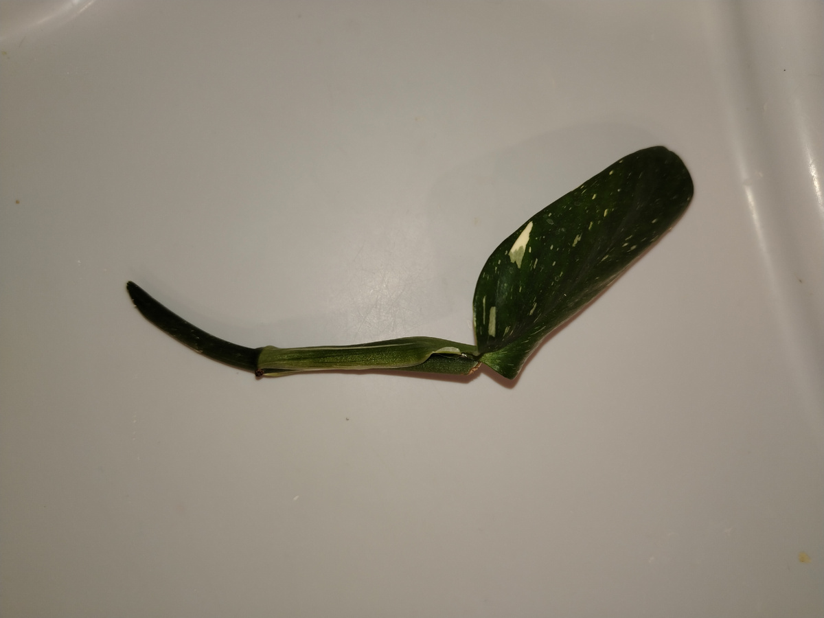 Черенок филодендрона Кобра