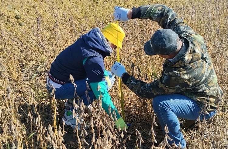    Лучшие сорта сои с регионального Дня поля будут продвигать в Приморском крае