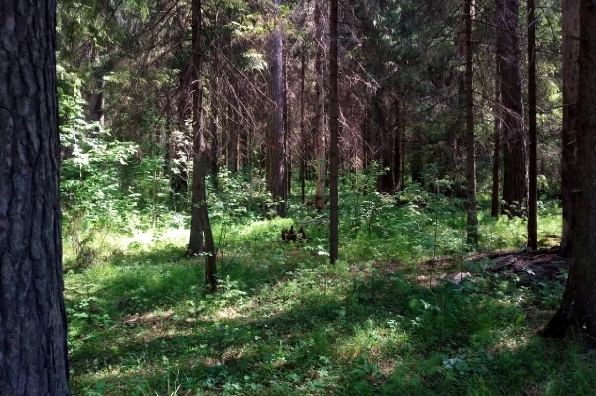    Местность заболочена, и скоро должны были начаться сумерки