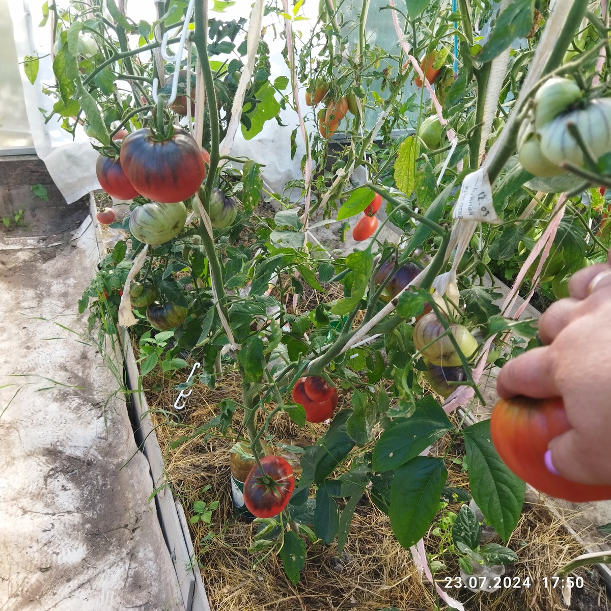 Фото 23 июля.