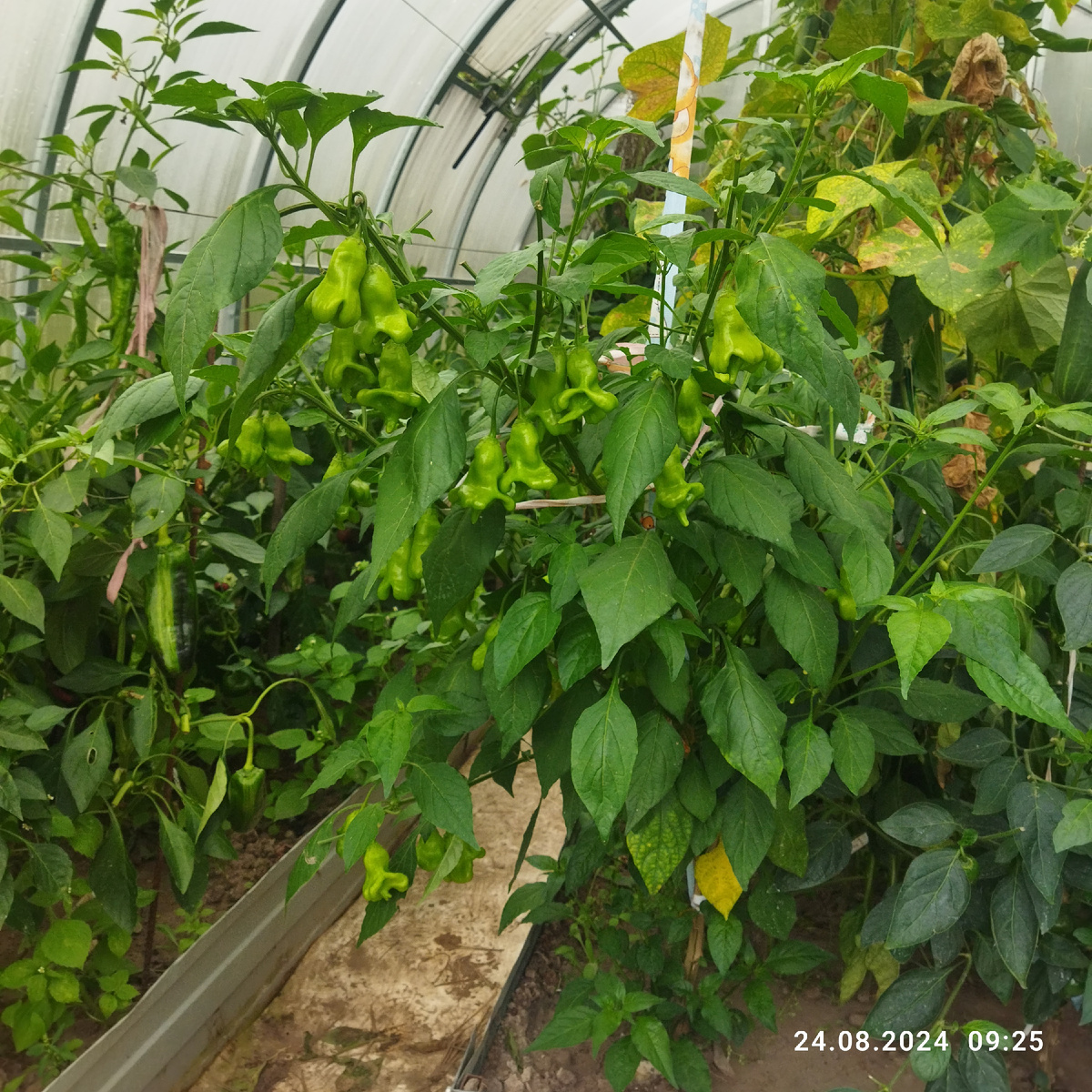 На первом плане полуострый Колокольчик