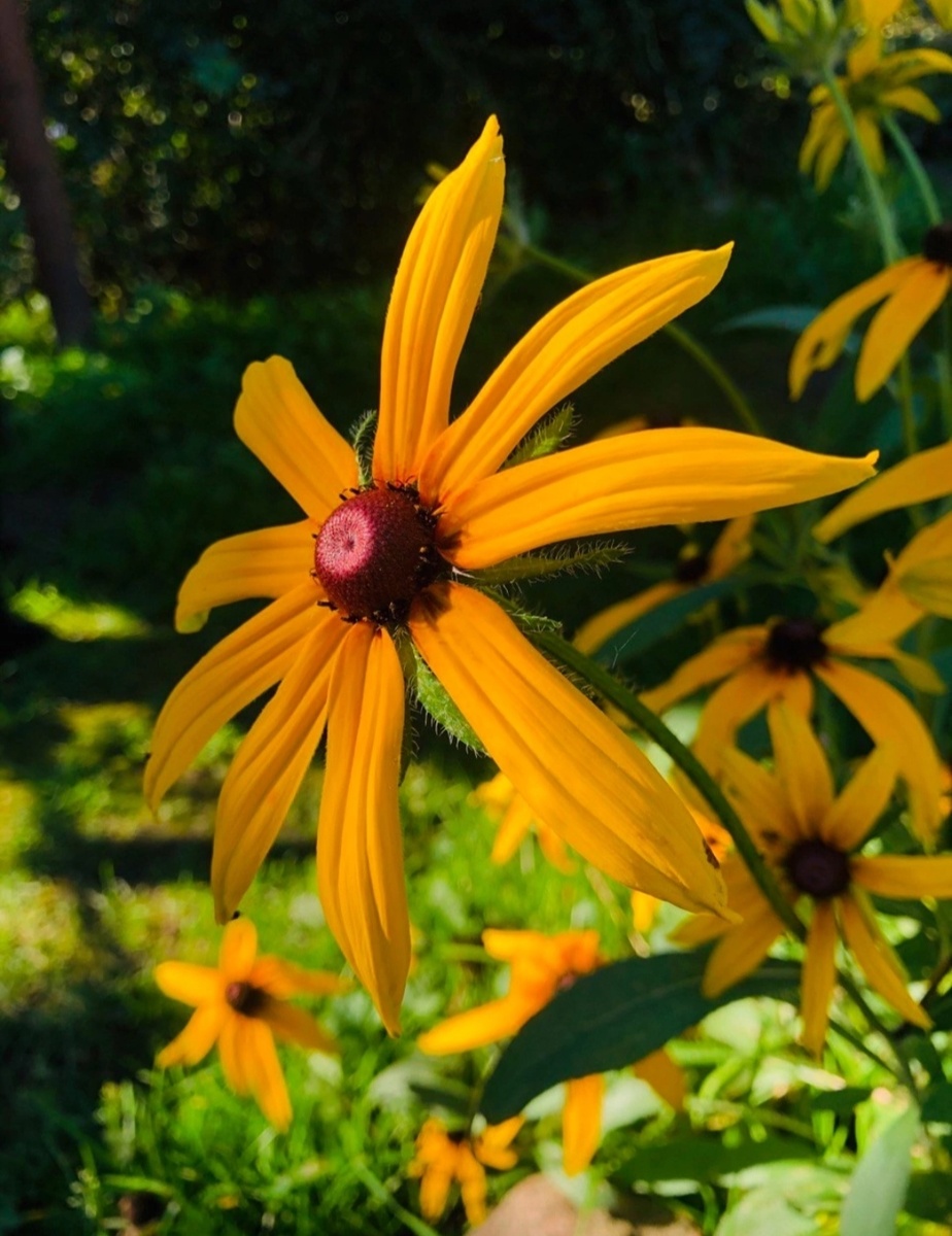 Цветочное солнышко