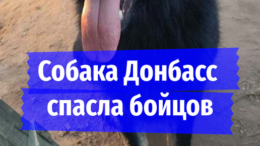 «Принял удар на себя»: псу по кличке Донбасс, спасшему шестерых бойцов в зоне СВО ценой своей жизни, установили памятник