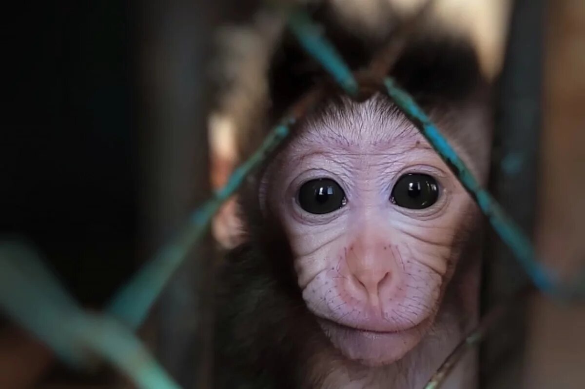    В зоопарке под Омском появился на свет малыш макаки
