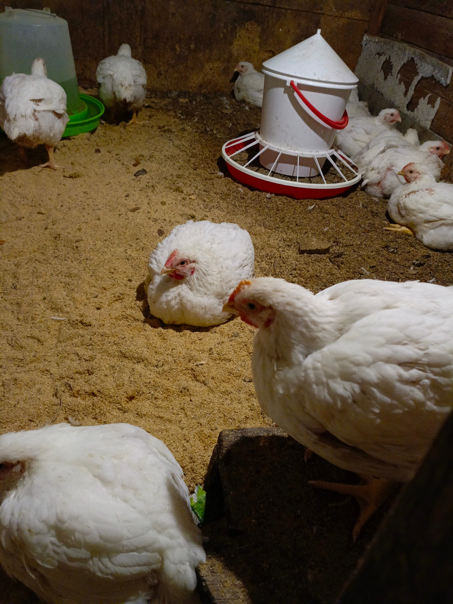 Мои бройлеры