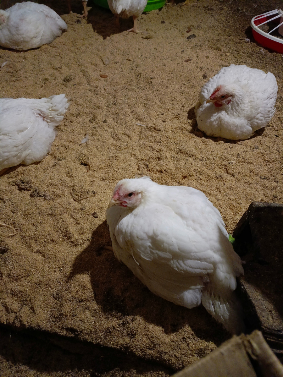 Мои бройлеры