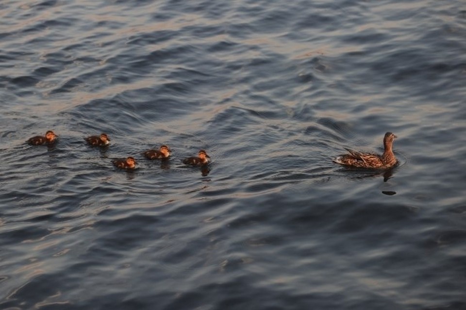    Фото: архив КП. Юлия ПЫХАЛОВА