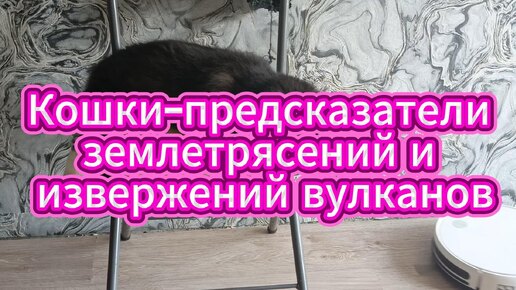 Кошки-предсказатели землетрясений и извержений вулканов