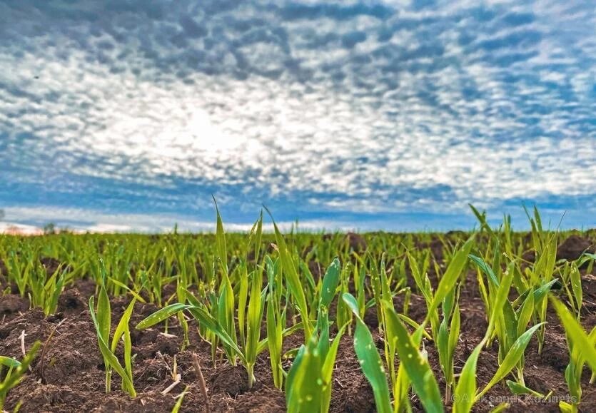 Фото: Минсельхоз Челябинской области