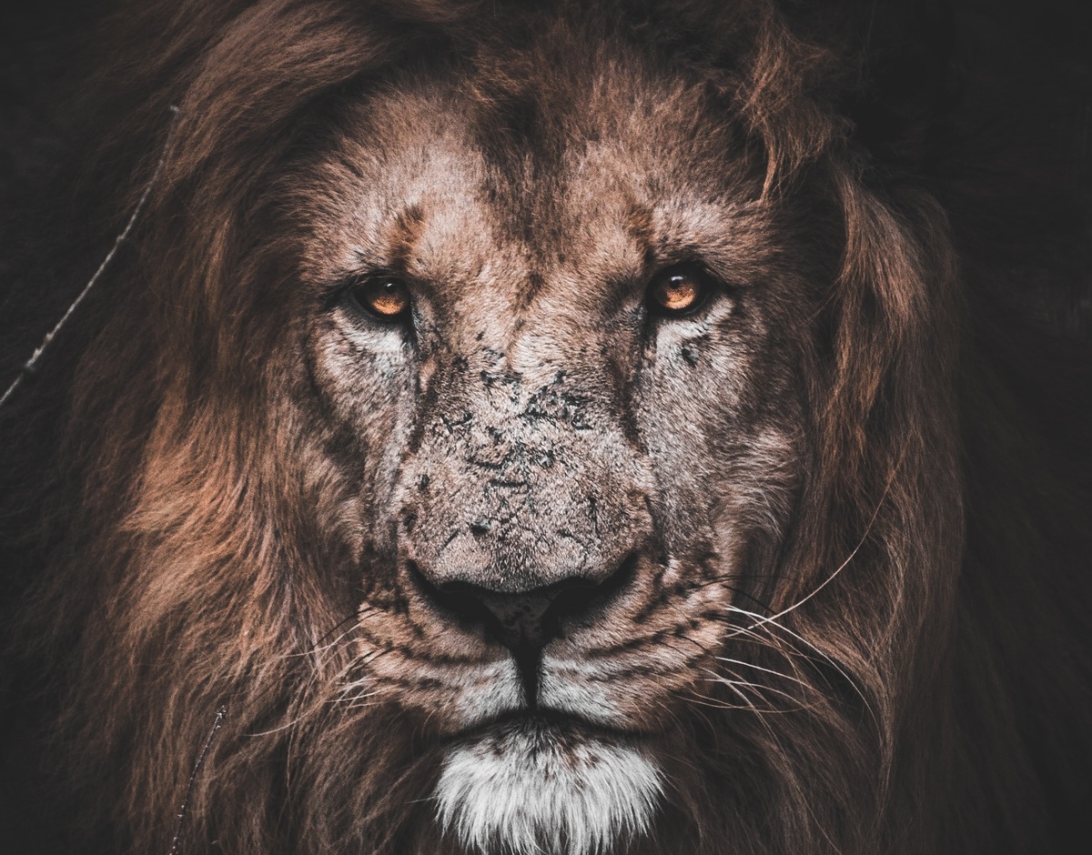 символ льва