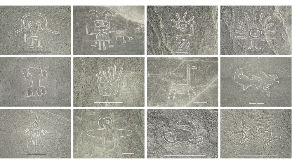    Фото: Sakai et al./PNAS, 2024