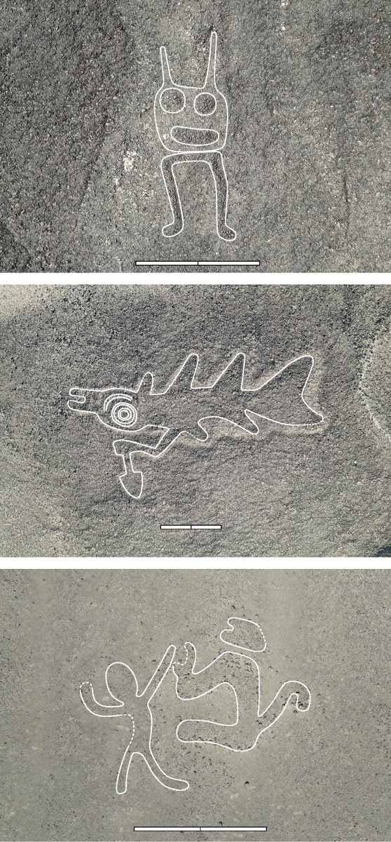     Фото: Sakai et al./PNAS, 2024