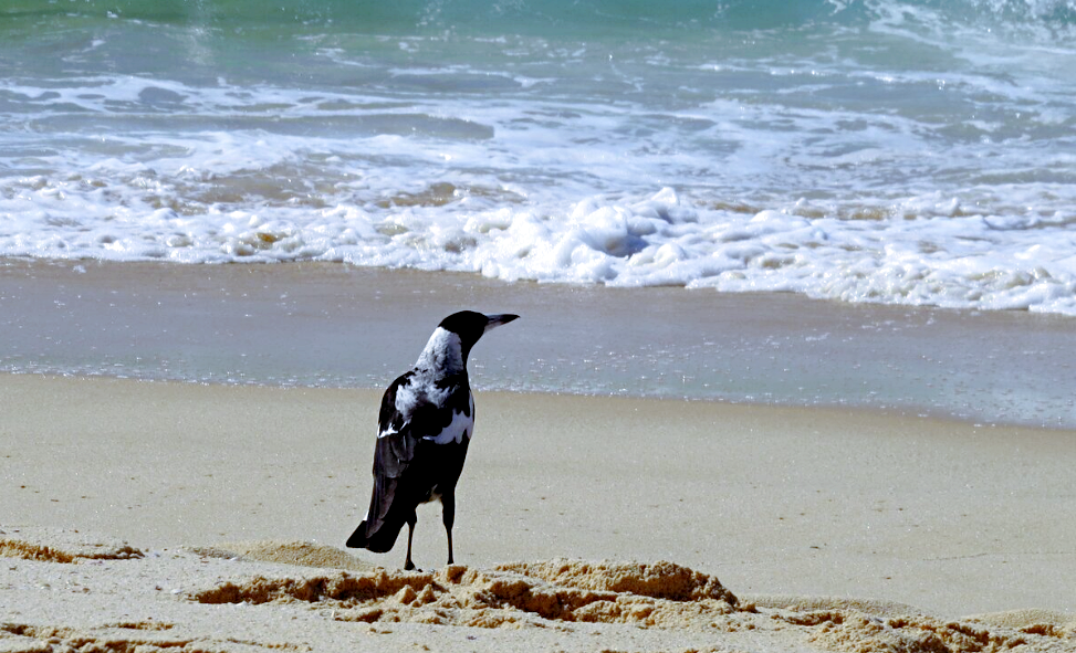 Лат. Gymnorhina tibicen, источник фото: multiurok.ru