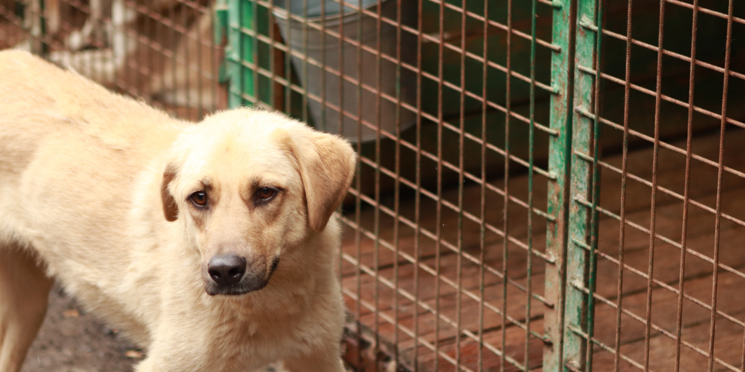 Как-то даже и неловко рассказывать про эту собаку, что она в приюте. Очень красивая и нежная