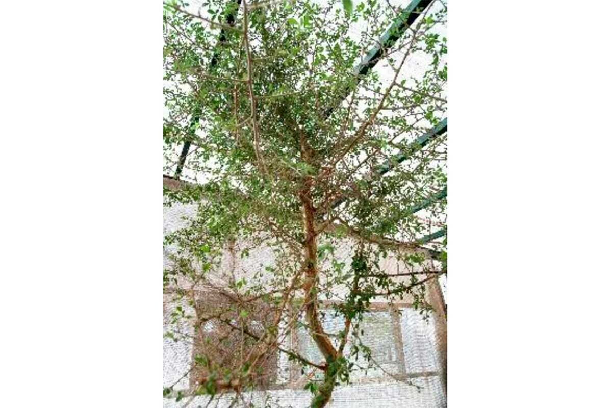 Dr Elaine Solowey / Nature📷Сообщается, что семя было найдено в 1980-х годах в одной из пещер на территории Иудейской пустыни