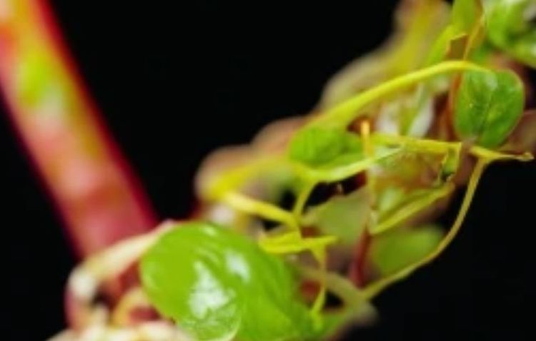    76 тысяч гектаров в Северной Осетии оказались под угрозой опасных карантинных насекомых и сорняков