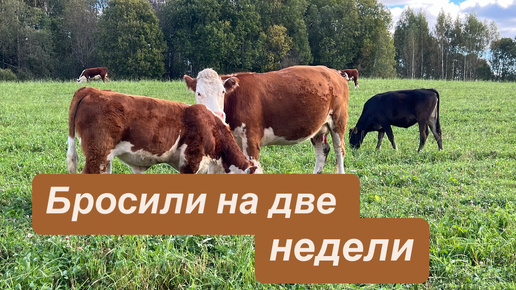 Download Video: Две недели без хозяев! Как дела у стада? #герефорд #корова #хозяева #фермер #отдых #отпуск #осень #хозяйство #уход #кфх #деревня #Ленобласть