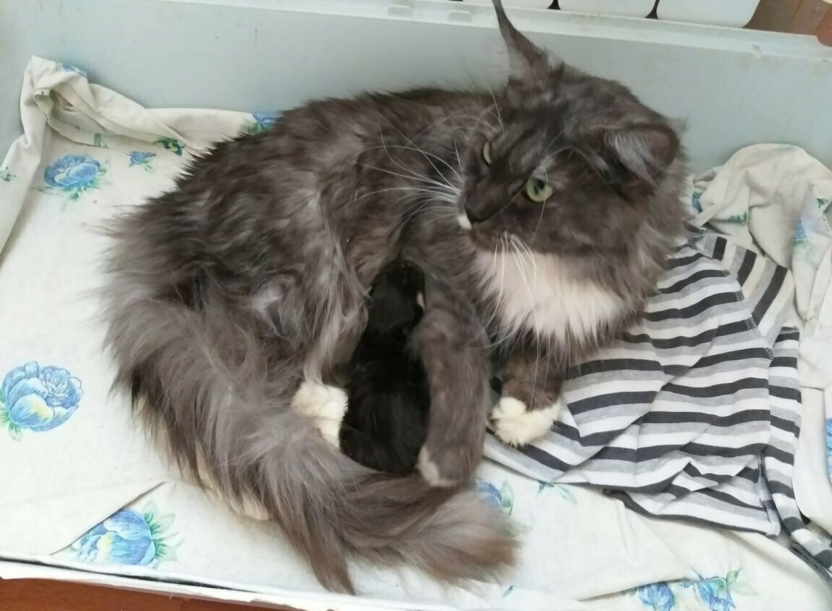 Фото автора. Соня с котёнком своим единственным, который смог прожить пару месяцев.