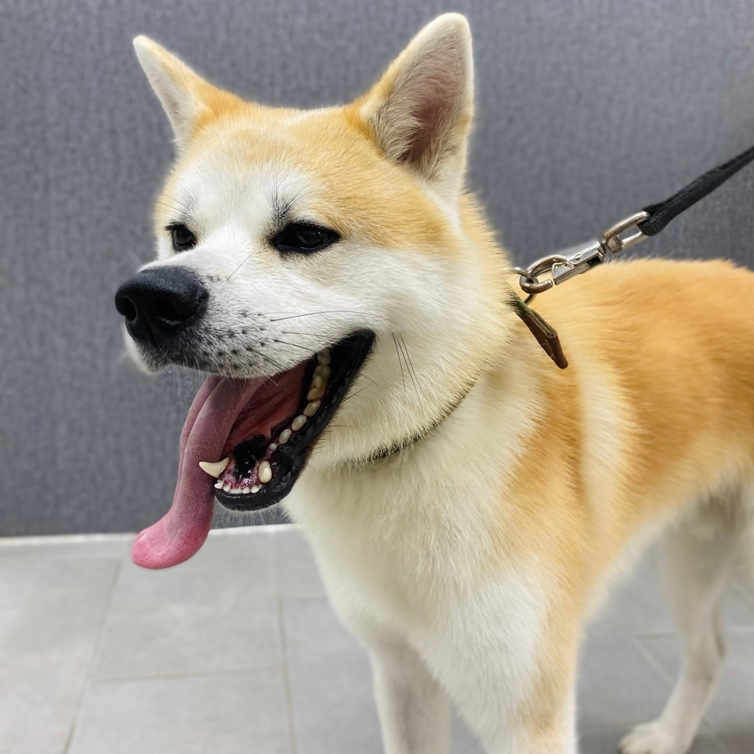 Акита-ину - древняя порода собак, популярная по сей день. Фото: салон Baltic Groom, Калининград