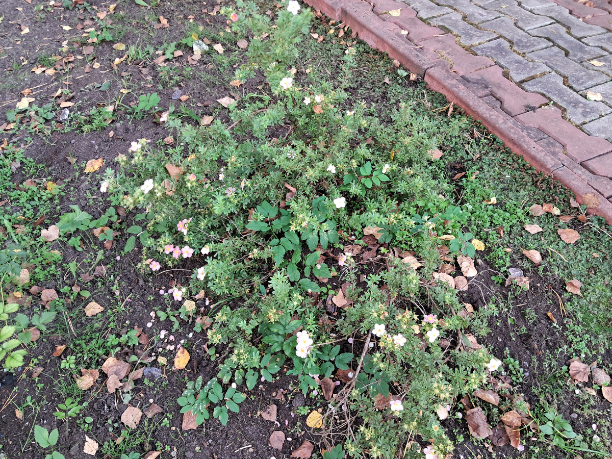 Даже не понять, где цветочки, а где листья упавшие. Фото автора 