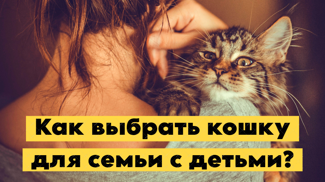 Как выбрать кошку для семьи с детьми?