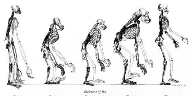 Изображение с фронтисписа работы Томаса Хаксли, последователя Дарвина, Evidence as to Man’s Place in Nature (1863 год), на котором сопоставляются скелеты обезьян и человека. Иллюстрация: Benjamin Waterhouse Hawkins / Public Domain
