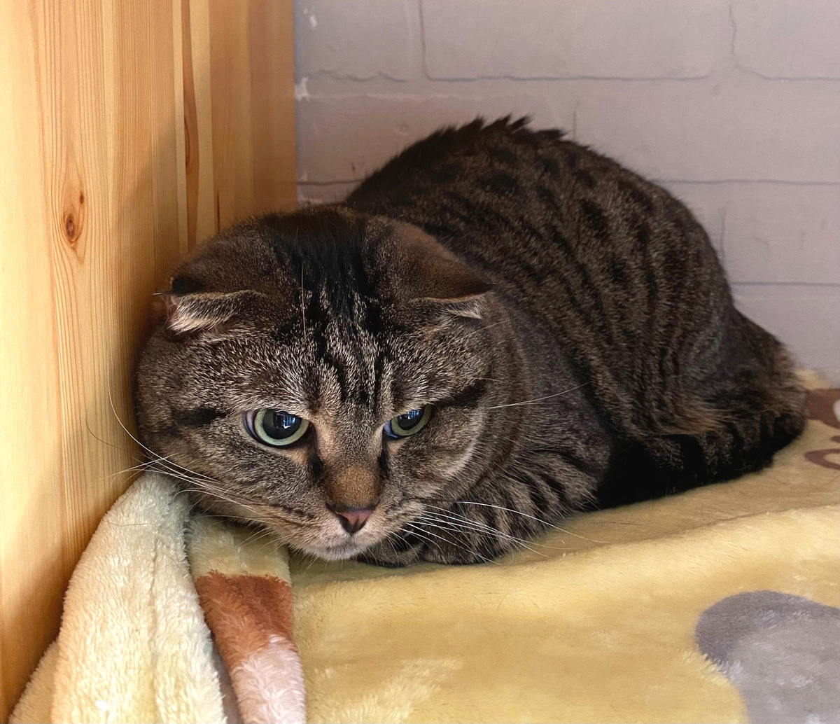 Гостиница для собак и кошек Догги, Архангельск