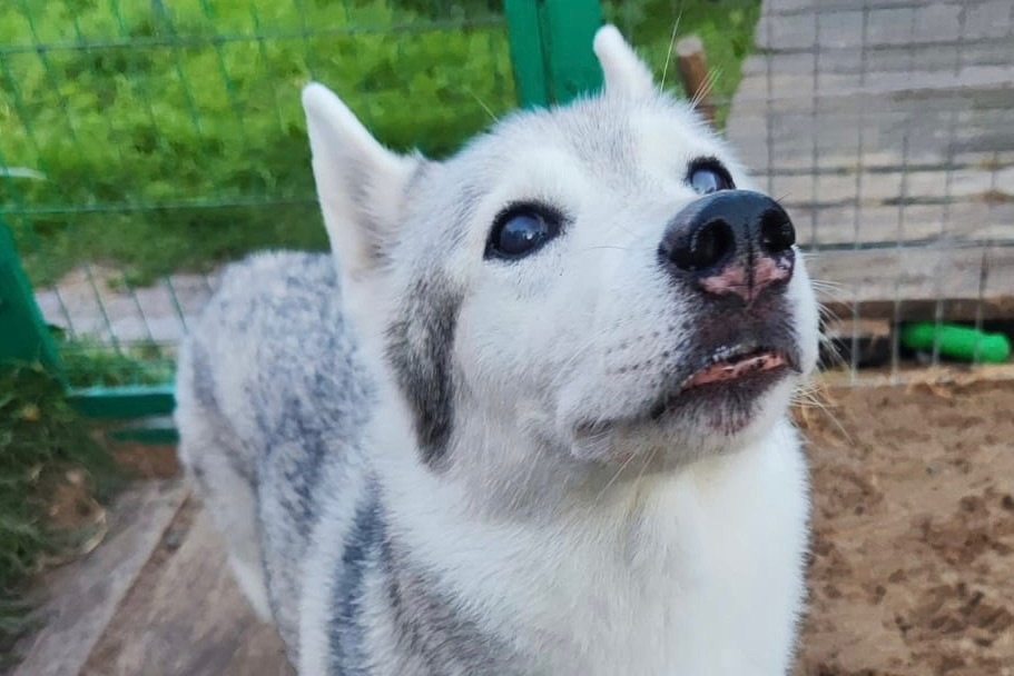 Фото: гостиница Догги, Архангельск