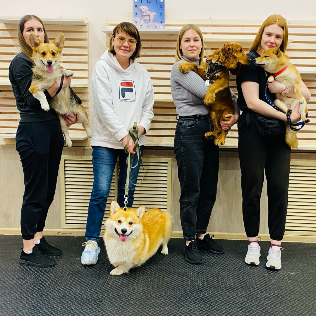 Продвинутая группа по дрессировке в Догги-центре, Архангельск