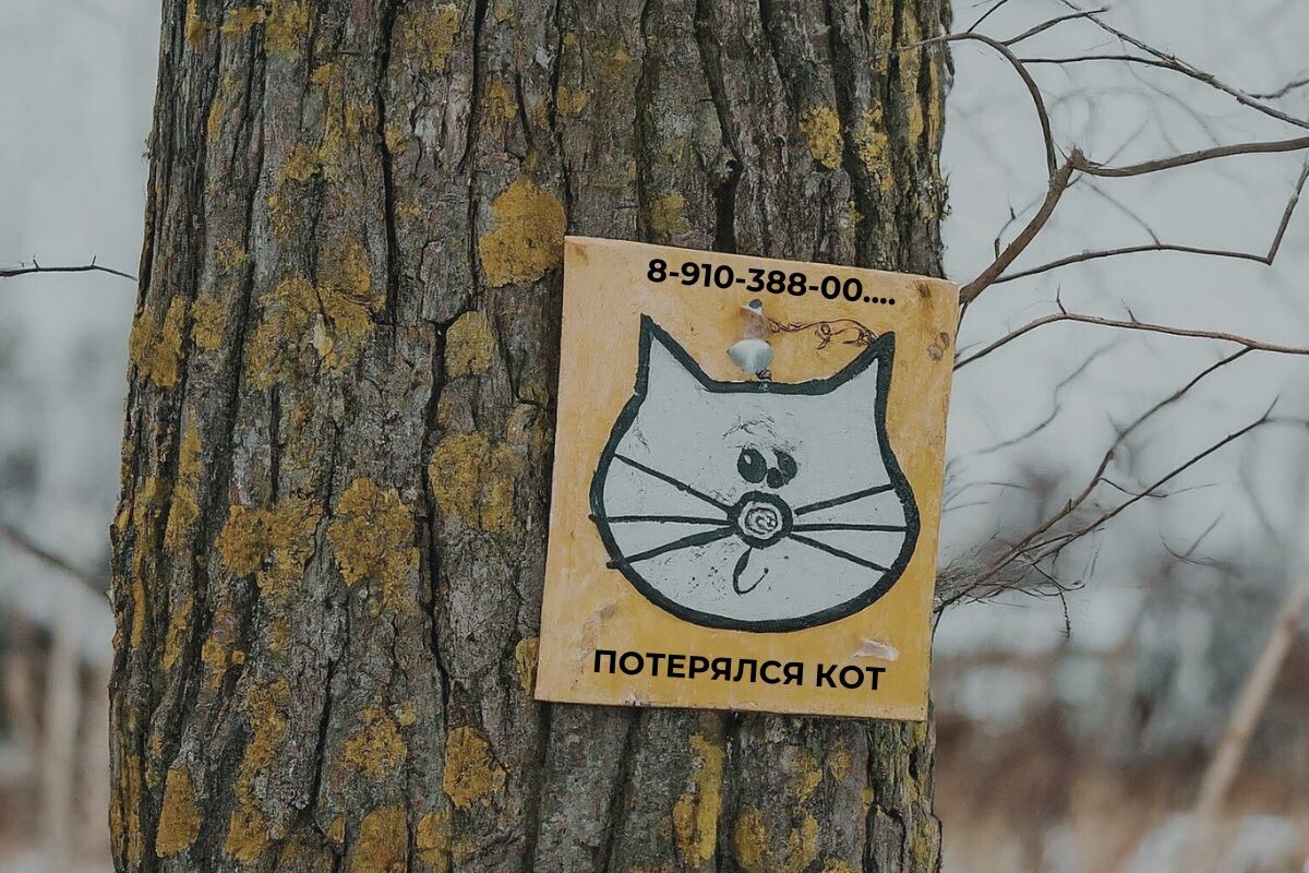 Потерялся кот: объявление