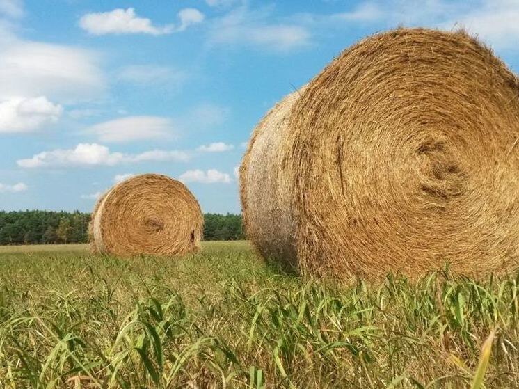     Фото: pxhere.com