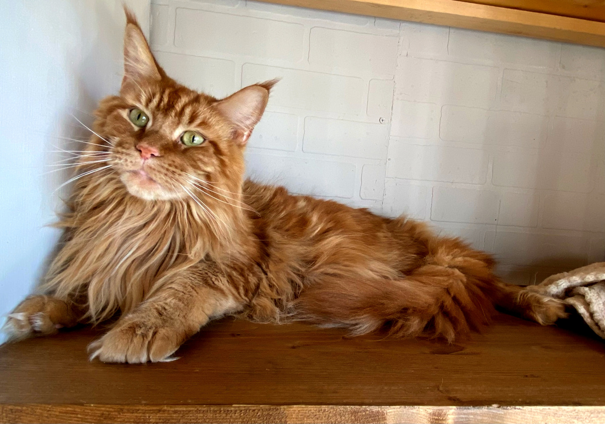 Фото: гостиница для собак и кошек Догги, Архангельск